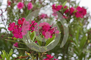 Spring oleander flowers with a beautiful bokeh