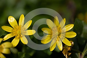 Yellow Celandine, gelbe Feigwurz - Scharbockskraut photo