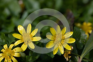 Yellow Celandine, gelbe Feigwurz - Scharbockskraut photo
