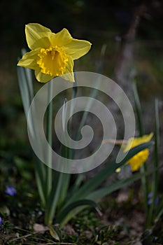 Yellow Daffodil, gelbe Osterklocke - Narzisse