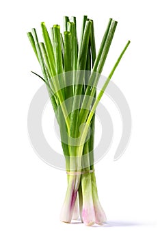 Spring onion photo