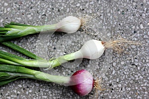 Spring onion