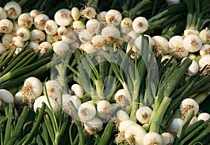 Spring onion in the bunches photo
