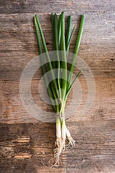 Spring onion