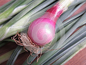 Spring onion closeup