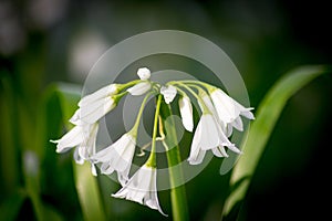 Spring Onion Flowers, New Zealand