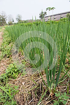 Spring onion in garden