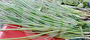 Spring onion in Red plats.