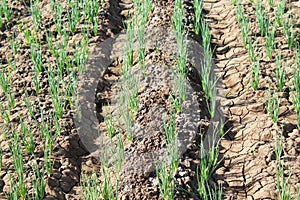 Spring onion, shallot cultivation on farm, yound red onion plants growing on the agriculture soil