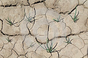 Spring onion, shallot cultivation on farm, yound red onion plants growing on the agriculture soil