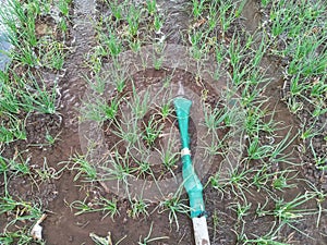 Spring onion, shallot cultivation on farm, yound red onion plants growing on the agriculture soil, irrigation and watering