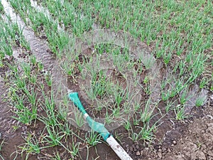 Spring onion, shallot cultivation on farm, yound red onion plants growing on the agriculture soil, irrigation and watering