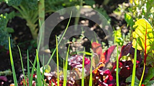 Spring onion tips growing in a companion planting permaculture garden bed in a home hobby garden, next to red Swiss chard, kale,