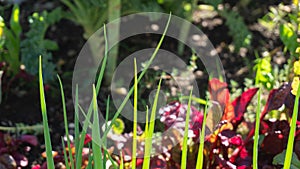 Spring onion tips growing in a companion planting permaculture garden bed in a home hobby garden, next to red Swiss chard, kale,
