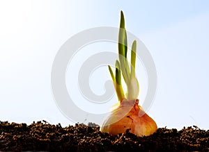 Spring onion vegetables growing garden