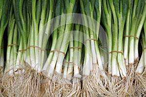 Spring onions