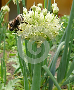 Spring onions