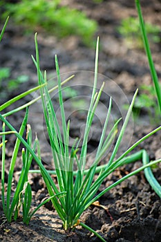 Spring onions