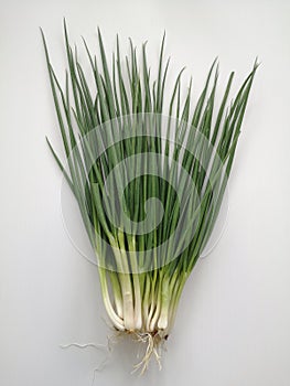 Spring onions, also known as scallions, possess a distinctive appearance with long, slender green leaves and a bulbous white stem