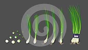 Spring onions fresh and spring onions shredded collections, design isolated on white background