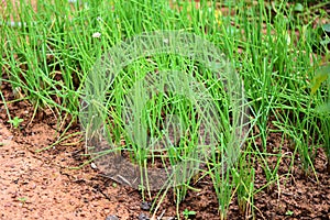 Spring onions grows in the field, green leaf of onion plantation in the vegetable garden agriculture