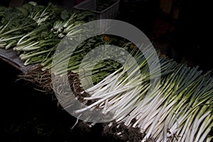 Spring Onions Scallion Allium Celery