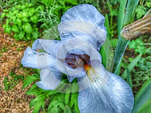 orange dwarf iris begins