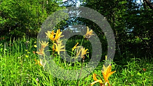 spring orange lillies in the forest