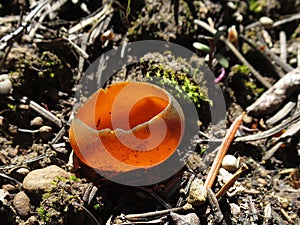 Spring Orange Peel Fungus - Caloscypha fulgens
