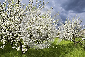 Spring orchard 3