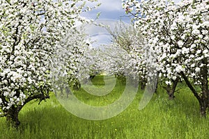 Frühling Obstgarten 