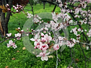 Spring in the orchard - blossom trees. Pink flowers - trees in bloom - springtime