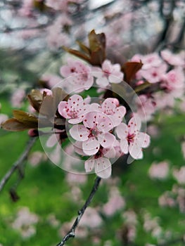 Spring in the orchard - blossom trees. Pink flowers - trees in bloom - springtime