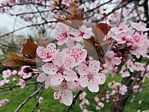 Spring in the orchard - blossom trees. Pink flowers - trees in bloom - springtime