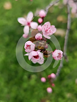 Spring in the orchard - blossom trees. Pink flowers - trees in bloom - springtime