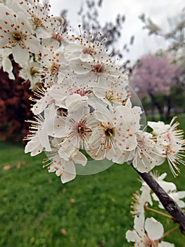 Spring in the orchard - blossom trees. White flowers - trees in bloom - springtime