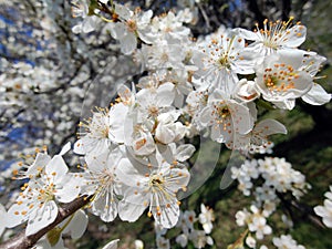 Spring in the orchard - blossom trees. White flowers - trees in bloom - springtime