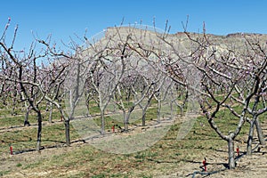Spring Orchard Near Palisade, Colorado