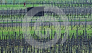 Spring in the orchards and vineyards of South Moravia