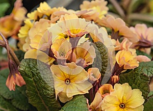 Spring ornamental blooming flowers Primel Peach Melba. Primrose. Close-up