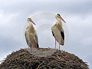 Spring pair of storks.