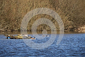 Spring pairs of birds, mating season. Canada Geese aka Branta canadensis and Mallard ducks on Sanctuary Lake in Kenwith