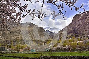 Spring in gilgit baltistan , Pakistan photo