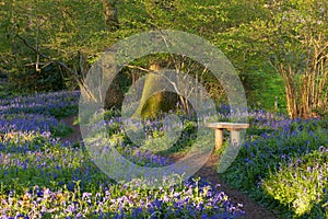 Spring at Pamphill bluebell woods, Dorset, UK