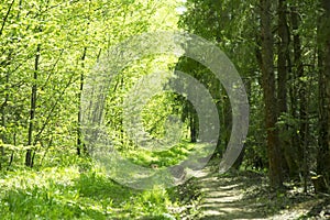 Spring panorama of a scenic forest of trees with fresh green leaves and the sun casting its rays of light through the foliage