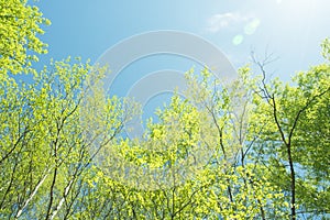 Spring panorama of a scenic forest of trees with fresh green leaves and the sun casting its rays of light through the foliage