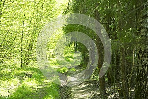 Spring panorama of a scenic forest of trees with fresh green leaves and the sun casting its rays of light through the foliage