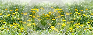 Spring  panorama of yellow dandelions, meadow with spring flowers, light morning fog