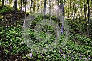 Spring panoramic landscape. Trillium line a forest trail as spring arrives at the Seaton Trail.