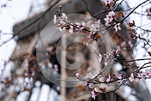 Spring in Paris. Bloomy cherry tree and the Eiffel Tower